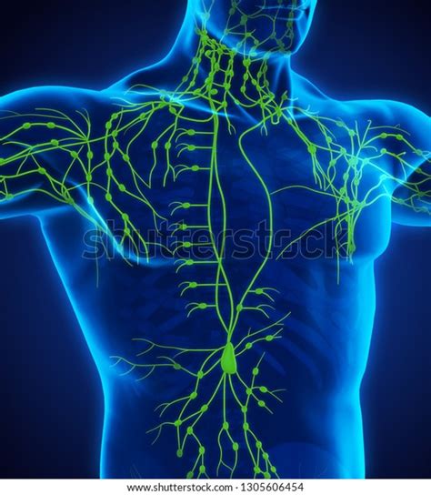 Human Lymphatic System Illustration 3d Rendering Stock Illustration