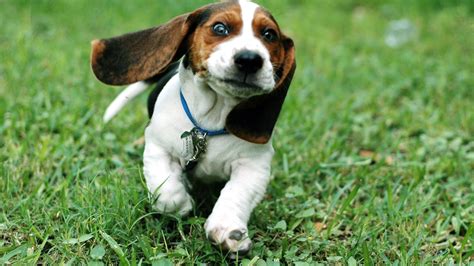 Funny Puppy Basset Hound Running Wallpapers And Images Wallpapers