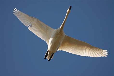 Tundra Swan Cygnus Columbianus West Ocean City Worcester Flickr
