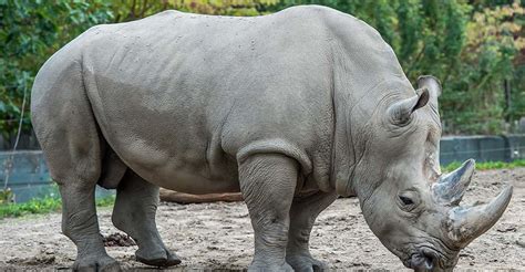 Pictures Of Rhinoceros Clashing Pride