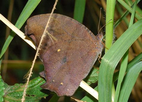 Evening Brown Butterfly Melanitis Leda