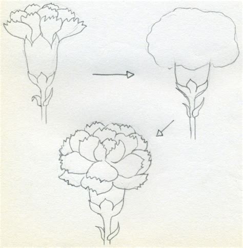 Https://tommynaija.com/draw/how To Draw A Carnation Flower