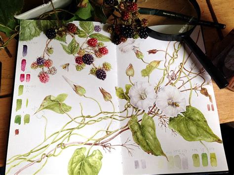 Keeping A Sketchbook Botanical Sketchbook Botanical Illustration