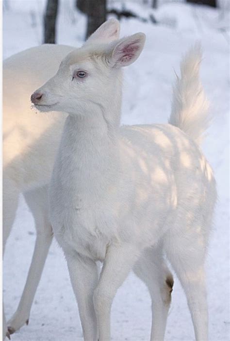White Deer In The Snow Cute Animals Animals Albino Animals