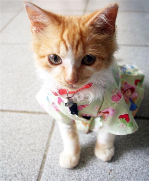 Pin on Kitty Cat Lovers