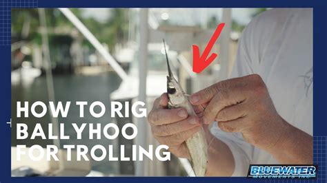 How To Rig A Ballyhoo Fast And Easy For Trolling Youtube