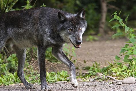 Der Wolf im Westerwald: Experten reagieren auf Fragen und Sorgen der