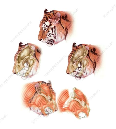 Tiger Head Anatomy Illustration Stock Image C0299563 Science