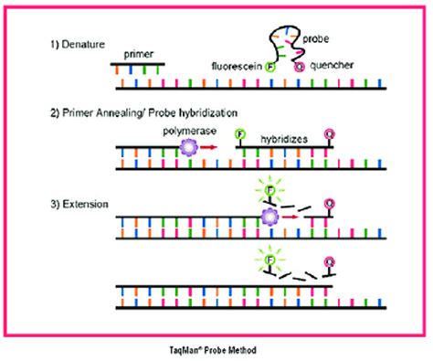 A Schematic Diagram Showing The Principle Of Realtime Rt Pcr Using The
