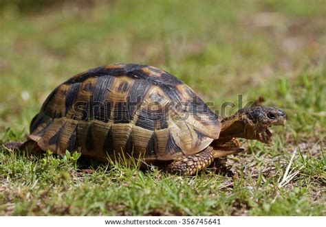 Side Profile Wild Angulate Tortoise Mouth Stock Photo 356745641