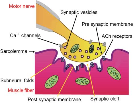 Synaptic Contact Between Somatic Motor Nerve And A Skeletal Muscle