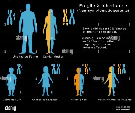 Fragile X Inheritance Illustration Stock Photo Alamy