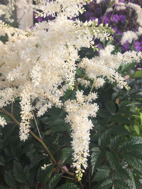 Popular early white flowering astilbe on long glossy leaves. 'Deutschland' Astilbe has beautiful white feathery plumes on a sturdy stem. This versatile ...