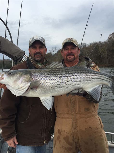 Trophy Striper Fishing Nashville Tennessee Monster Striped Bass With