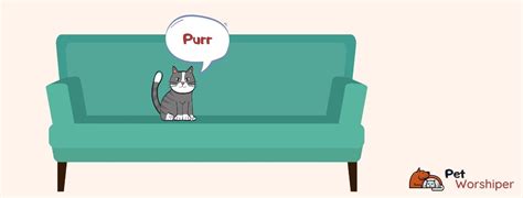 Why Do Cats Purr Everything You Need To Know Petworshiper