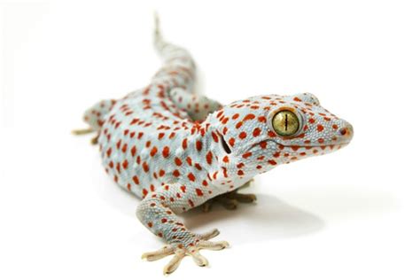 6 Types Of Pet Geckos
