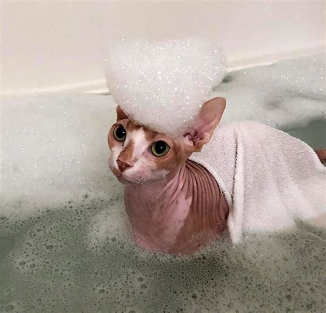 Meet Sphynx Cats The Most Adorable Hairless Felines Buzz News