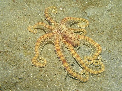 Mimic Octopus This Fascinating Creature Was Discovered In 1998 Off The