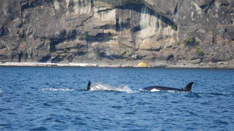 Rare White Orca Spotted Near Vancouver Island Ctv News