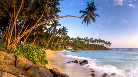 Mirissa Beach South Coast Southern Province Sri Lanka Palm Tree Sandy