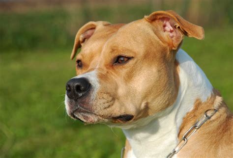 American Staffordshire Terrier Dog Breed » Everything About American ...