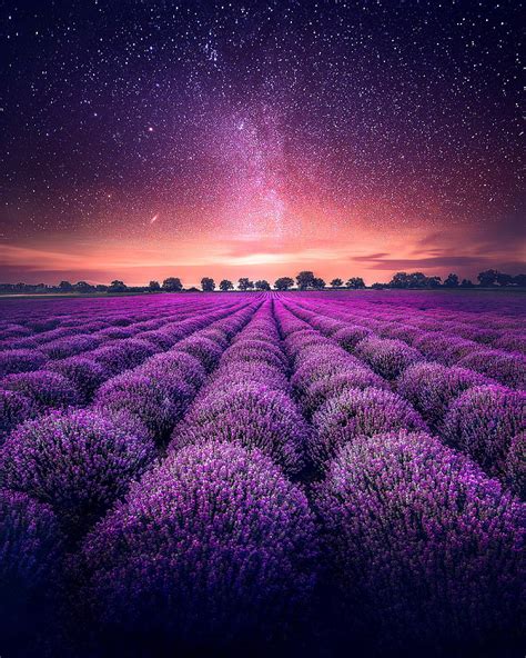 Hd Wallpaper Purple Petaled Flowers Lavender Field Starry Sky