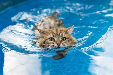 Cat Breeds That Like Water List With Pictures