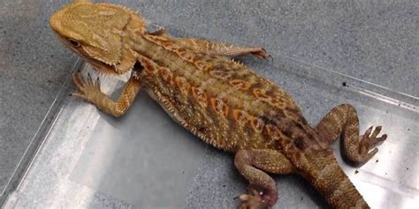 When a bearded dragon has yellow fungus, their scales become discolored and can break off revealing extremely sensitive ulcerated tissues. Yellow fungus disease in Bearded dragons | Yellow fungus ...