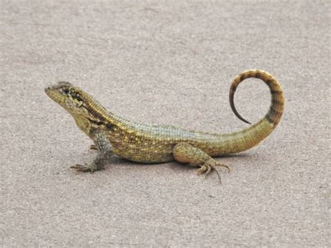 Curly Tail Lizard Florida Stock Photos Pictures And Royalty Free Images