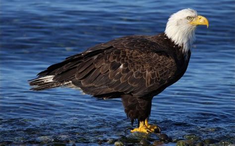 Animals Nature Eagle Bald Eagle Wallpaper Hd Src Flying Eagle