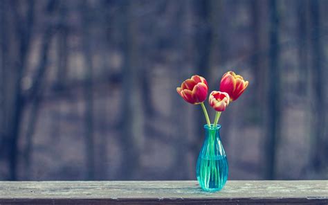 Vase Tulips Three Flowers Hd Desktop Wallpapers 4k Hd