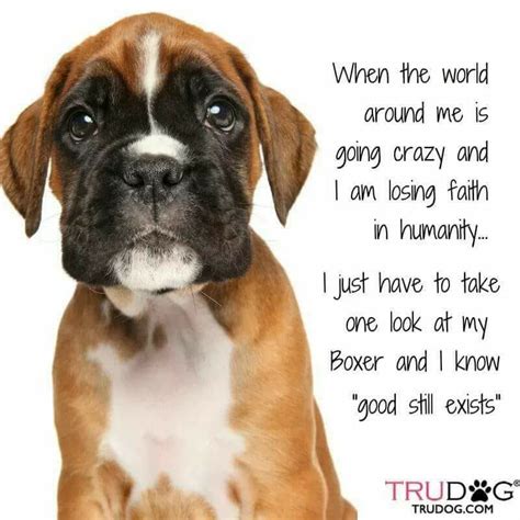 Pin By Xoxo On Dogs Boxer Love Boxer Dog Quotes Boxer Dogs