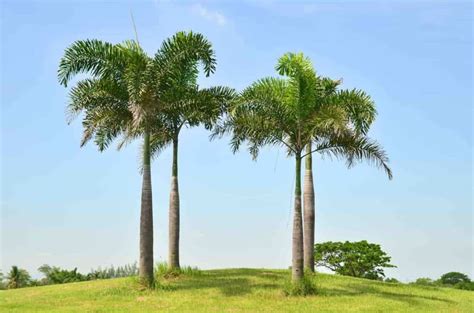 How Much Do Royal Palm Trees Cost Heres A Full Breakdown
