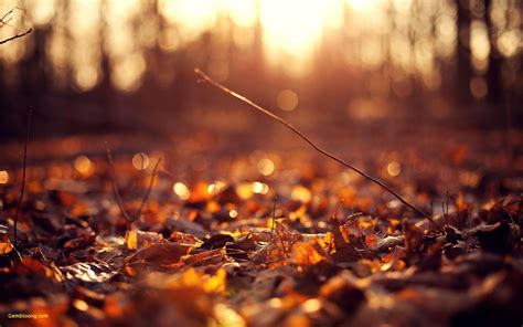 Autumn Leaf Falling Wallpapers Wallpaper Cave