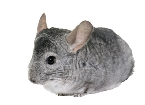 Chinchilla In Studio White Background Animal Pet White Background