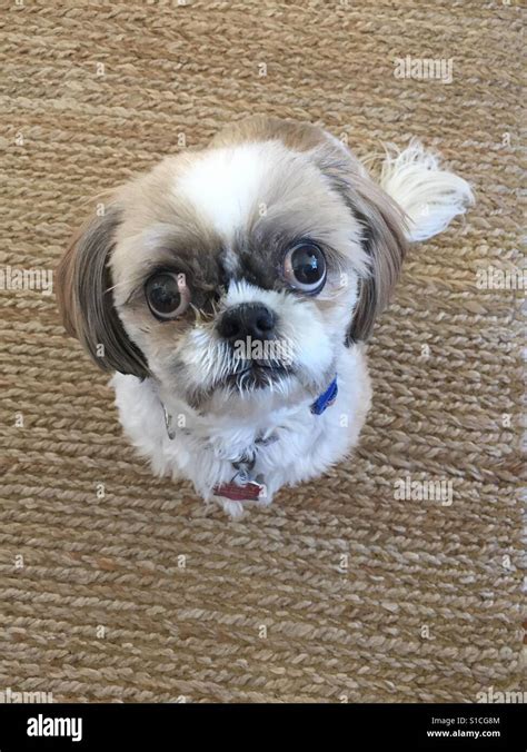 Little Dog With Big Eyes Looking For A Treat Stock Photo Alamy