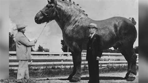 10 Largest Horses To Ever Exist Youtube