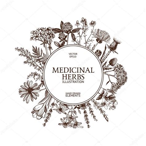 Vintage Frame With Medicinal Herbs Stock Vector Image By ©geraria 93207146