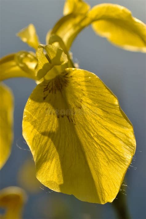 Iris Pseudacorus Yellow Flag Yellow Iris Water Flag Stock Image