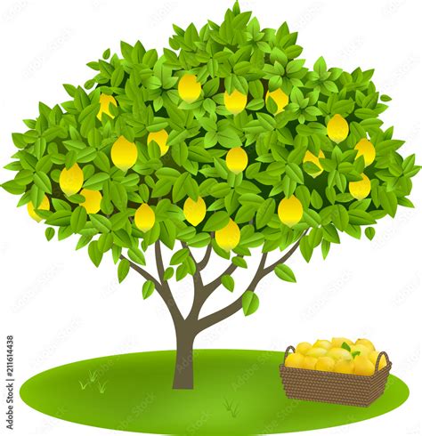 Trees Clipart Lemon Tree Clipart Clip Art Library