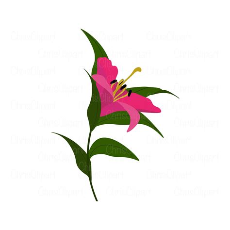 Lily svg clipart lily lily png lilies svg flower svg lily | Etsy