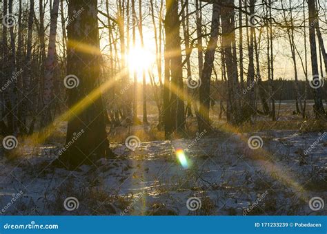 Sunset In The Winter Forest Sun Rays Through The Trees Stock Image