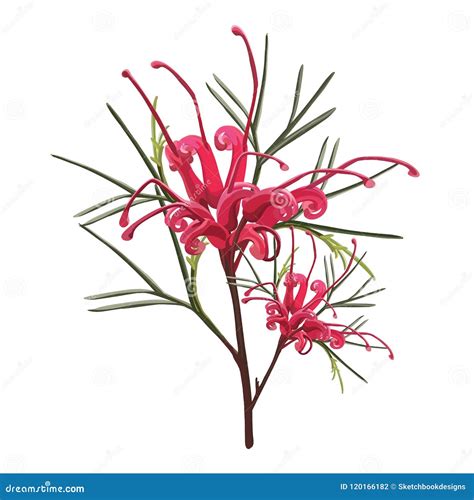 Australian Native Red Grevillea Flower Stock Vector Illustration Of