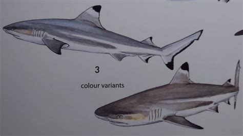 How To Draw A Blacktip Reef Shark Youtube