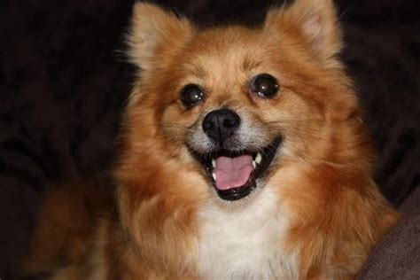 Louise 5 Year Old Female Pomeranian Dog For Adoption