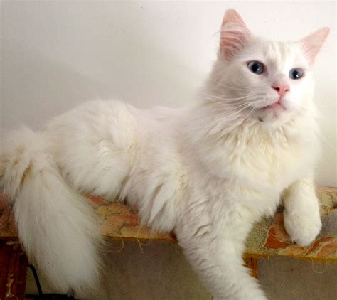 Louis Male Turkish Angora Mix Cat In Nsw Petrescue