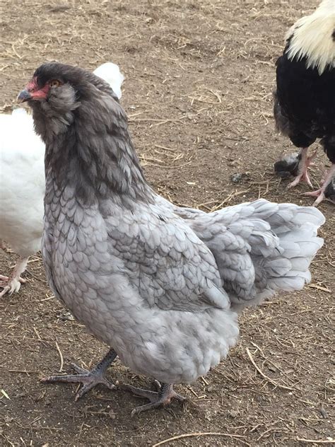 Pictures Of Ameraucana Pullets Pin On Us Chickens And Coops