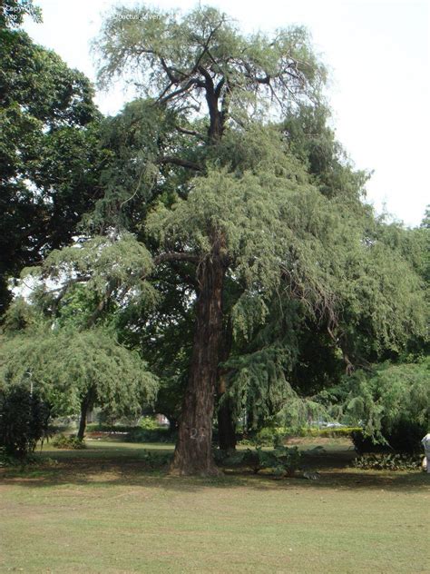 Giant saguaro cactus in teotihuacan, mexico. PlantFiles Pictures: Mexican Cypress, Montezuma Cypress ...