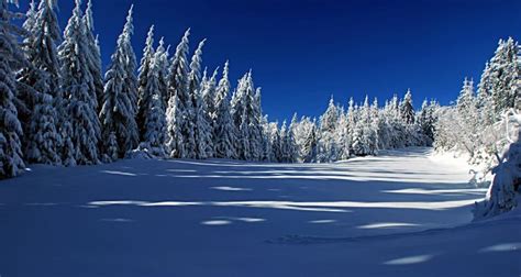 Winter Meadow With Shelter And Forest Around Stock Image Image Of
