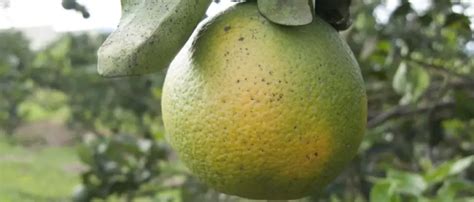 Citrus Tree Disease Found In Rancho Bernardo Quarantine Zone Expanded